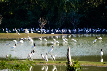 Tuiuiu-lago-12