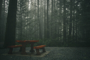 Foggy morning in the forest.