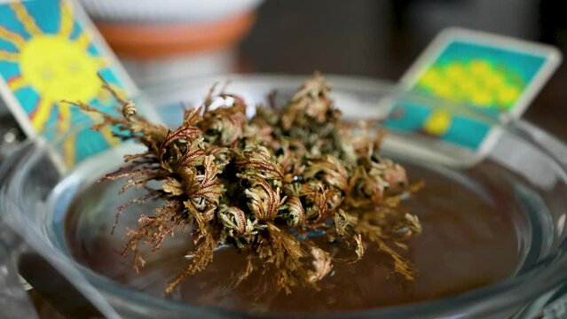 Time Lapse video of Rose of Jericho opening.  Flowering Rose of Jericho opening and blooming into green plant.