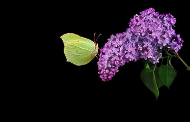 bright yellow butterfly on lilac flowers in dew drops isolated on black. brimstones butterfly. copy space - 795799508