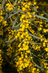 Yellow mimosa flowers. Acacia dealbata o retinodes, Silver Acacia, is a perennial, cosmopolitan arboreal species.