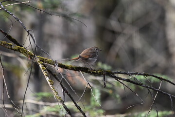 La Plaine 25 Avril 2024