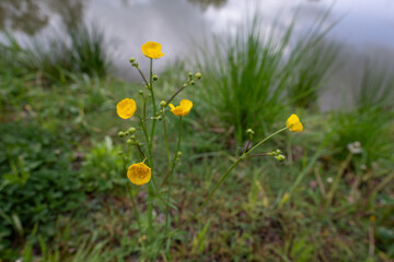 Yellow buttercup flower vigorous outside by the pond.