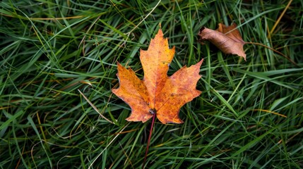 Leaf fallen on grass with scattered foliage