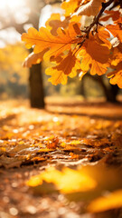photo of oak tree leaves in autumn. Sunny golden background