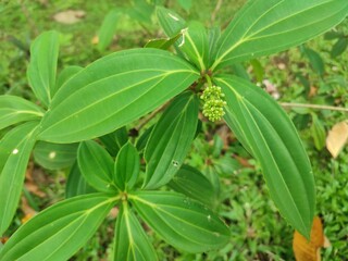 Obraz premium David Viburnum is a compact evergreen shrub with leathery, dark green leaves and clusters of small white flowers in spring, followed by striking metallic blue berries that attract birds.