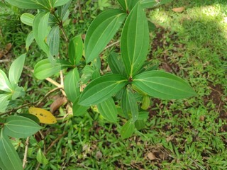 David Viburnum is a compact evergreen shrub with leathery, dark green leaves and clusters of small white flowers in spring, followed by striking metallic blue berries that attract birds.