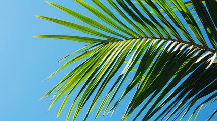Palm tree under clear blue sky