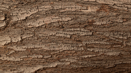The bark of a tree is rough and has many cracks. The texture of the bark is uneven and jagged