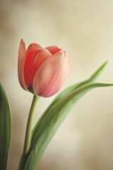 Fototapeta premium Closeup of a beautiful tulip flower before beige background