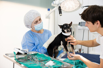 Elderly female veterinarian in surgical attire gently taking miniature pinscher with bandaged neck...