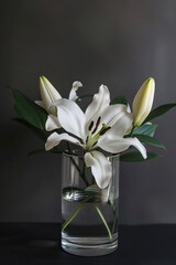 White lily flower in a glass vase. Classical still life.