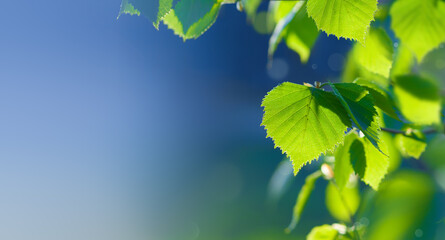 Soft focus natural background of spring leaves, green tree leaves on blurred background
