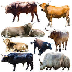 Collection of various cows isolated over white background