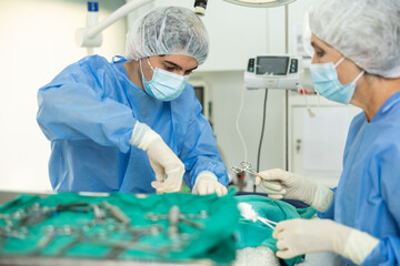 Senior woman experienced doctor of veterinary medicine is focused and attentively performs surgery...