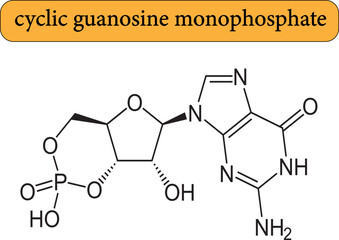 Structure of cyclic guanosine monophosphate.Vector illustration.

Structure of cyclic guanosine monophosphate.Vector illustration.

