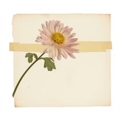 Chrysanthemum ephemera asteraceae letterbox envelope. - obrazy, fototapety, plakaty