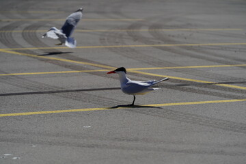 Two Hydroprogne Caspia Caspian Tern birds hanging out on a parking lot basking in the sun. © Aaron