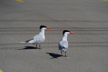 Two Hydroprogne Caspia Caspian Tern birds hanging out on a parking lot basking in the sun.