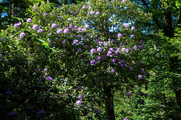 Fototapeta na wymiar Rhododendron Büsche mit pink lila Blüten an den Geroldsauer Wasserfällen Baden-Baden