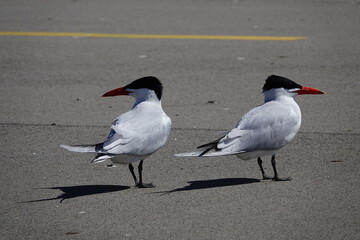 Two Hydroprogne Caspia Caspian Tern birds hanging out on a parking lot basking in the sun.