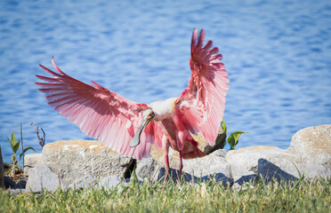 Roseate Spoonbill with wings spread, Stick Marsh, Florida.