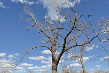 Fototapeta na wymiar tree in sky