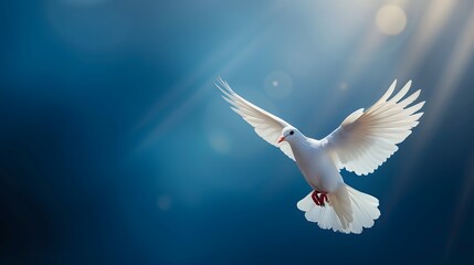 White dove flying in sunlight against dark blue sky.
