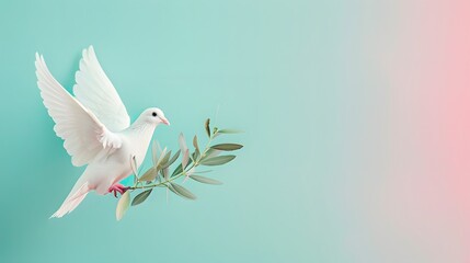 white dove or white pigeon carrying olive leaf branch on pastel background and clipping path and international day of peace
