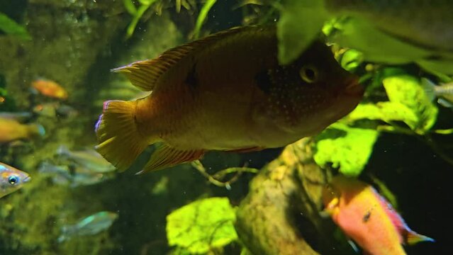 Close view of orange cichlid fish floating around water plants
