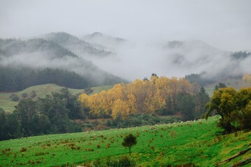 Poplar tree on a farm in the autumn time. There are misty mountains in the background. Kakatahi, Whanganui, Manawatū-Whanganui, New Zealand.