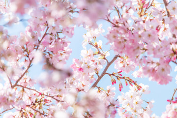 美しい桜