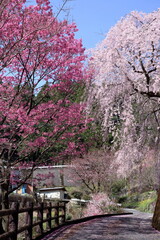道沿いで寄り添う二本の桜　（高知県　仁淀川町 大石家前）