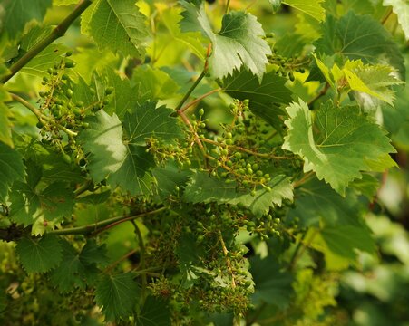 Pianta di uva in fioritura, fioritura della vite d'uva	