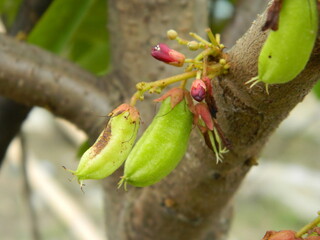 Macro photo of star fruit still hanging on the tree. Can be used as an additional spice in cooking.