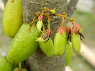 Macro photo of star fruit still hanging on the tree. Can be used as an additional spice in cooking.
