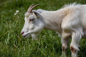 a goat grazing in a grassy pasture