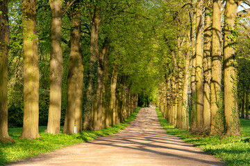 Brandenburg's countryside road, awakens in early spring hues, painting a picturesque journey.