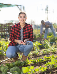 Young European female farmer in plaid shirt squatting and using chopper for weeding beds of spinach on sunny day of spring