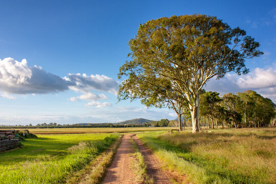 A rural track near Tolga, Queensland, winds through vast countryside, flanked by a solitary gumtree, epitomizing the serene beauty of the Outback.