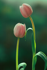 Naklejka premium Wiosna, różowe tulipany, zielone tło. Tapeta kwiaty