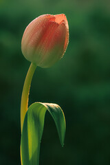 Wiosna, czerwony tulipan, krople rosy. Tapeta kwiaty - obrazy, fototapety, plakaty