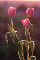 Wiosna, różowe tulipany. Tapeta kwiaty
