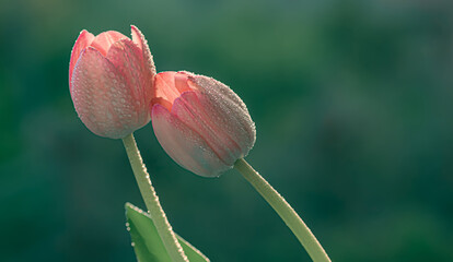 Naklejka premium Wiosna, różowe tulipany., zielone tło. Tapeta kwiaty