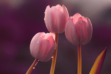 Fototapeta premium Wiosna, różowe tulipany. Tapeta kwiaty