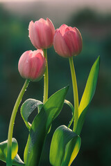 Obraz premium Wiosna, różowe tulipany, krople rosy. Tapeta kwiaty