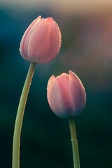 Wiosna, różowe tulipany. Tapeta kwiaty - obrazy, fototapety, plakaty