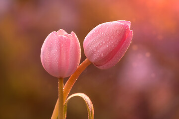 Fototapeta premium Wiosna, różowe tulipany, krople rosy. Tapeta kwiaty