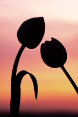 Tulipany sylwetka