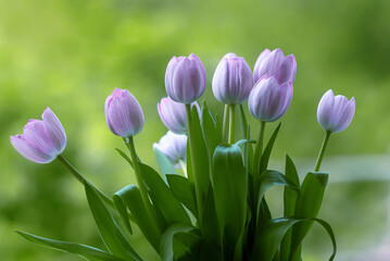 Wiosna, fioletowe tulipany, bukiet kwiatów tulipanów. Tapeta kwiaty. Tło kwiatowe - obrazy, fototapety, plakaty